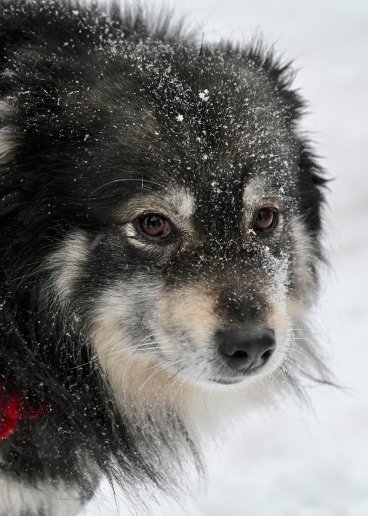 A close-up of a fluffy, dark-coated dog with snowflakes dusting its fur, set against a snowy background.