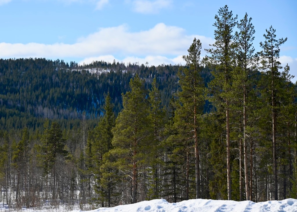 A scenic view of evergreen trees in a snowy landscape with a mountain in the background under a blue sky.