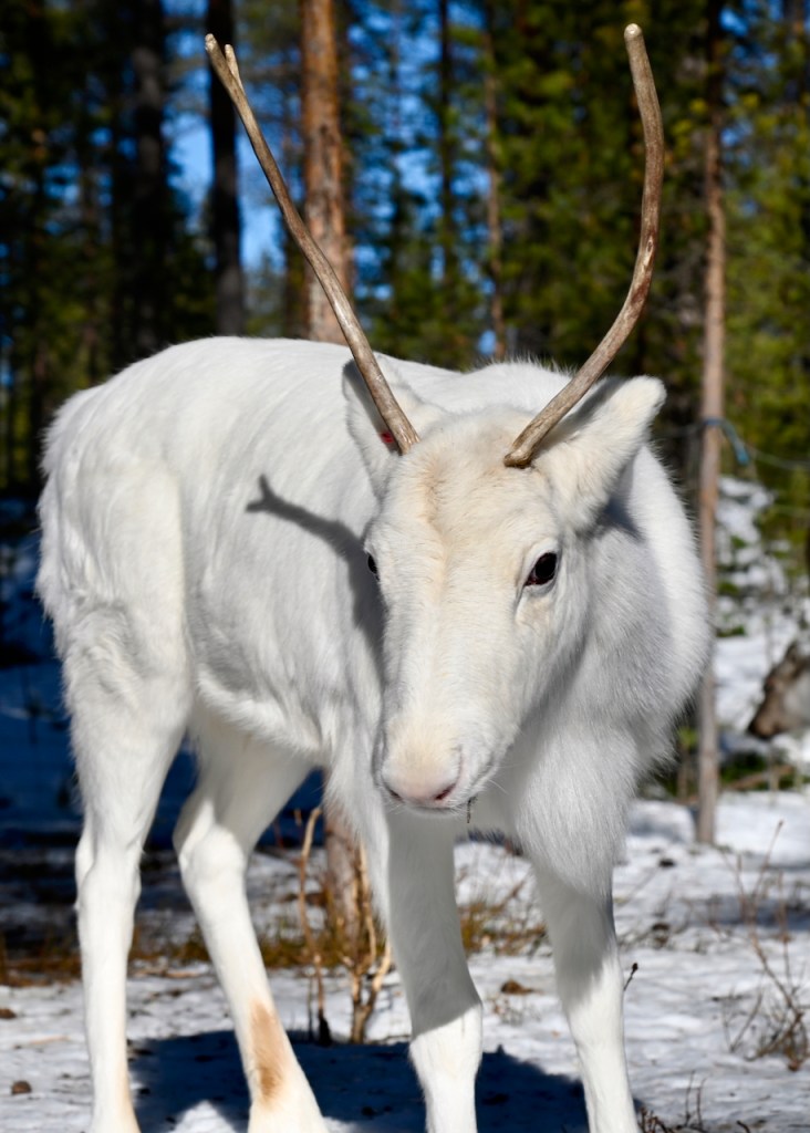 A close-up of a white reindeer with antlers standing in a snowy forest.
