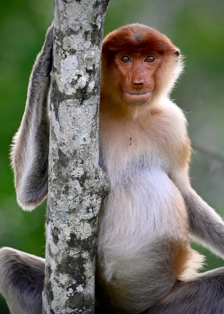 A proboscis monkey sitting against a tree, displaying its distinctive facial features and relaxed posture.