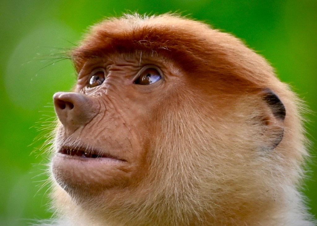 Close-up of a proboscis monkey's face, displaying its distinctive features and expression.