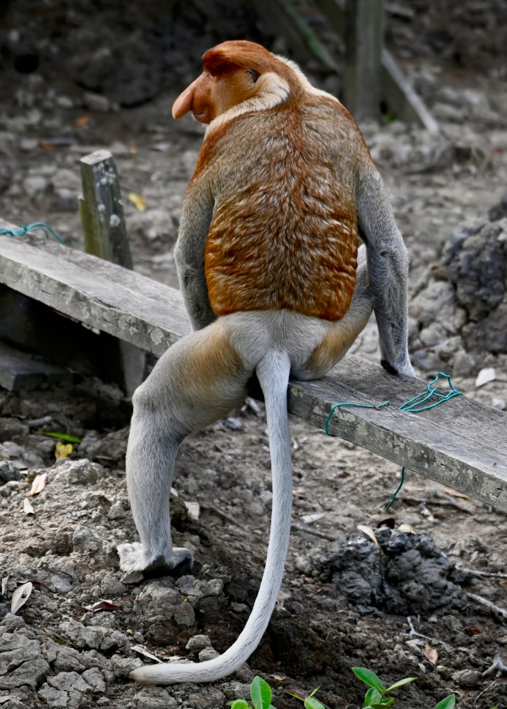A proboscis monkey sitting on a wooden beam, facing away, with a prominent nose and a long tail, surrounded by a natural landscape.
