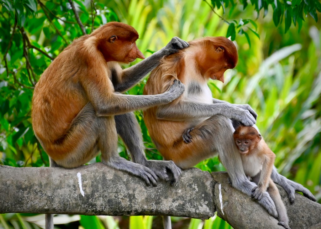 A group of proboscis monkeys interacting on a tree branch, featuring an adult grooming another while a juvenile observes nearby, surrounded by lush green foliage.