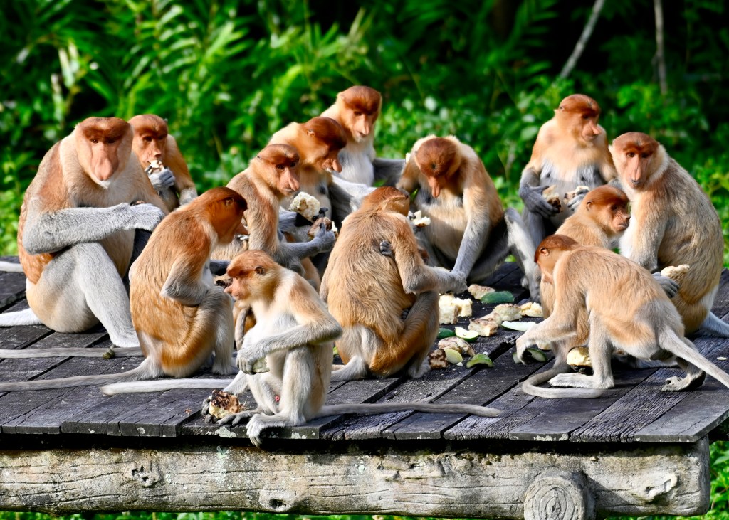 A group of proboscis monkeys gathered around a wooden platform, eating and interacting with each other in a lush, green setting.