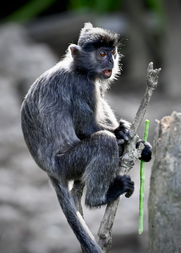 A close-up of a proboscis monkey sitting on a branch, showcasing its distinctive facial features and playful expression.